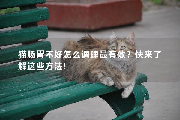 猫肠胃不好怎么调理最有效？快来了解这些方法!