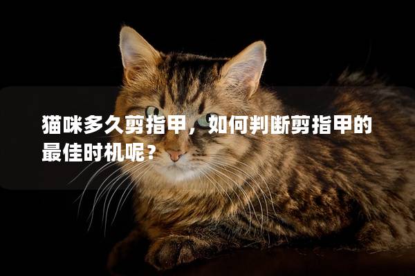 猫咪多久剪指甲，如何判断剪指甲的最佳时机呢？