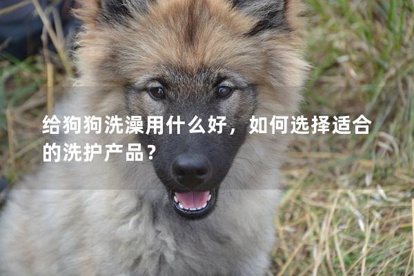 给狗狗洗澡用什么好，如何选择适合的洗护产品？