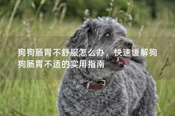 狗狗肠胃不舒服怎么办，快速缓解狗狗肠胃不适的实用指南