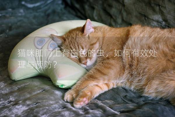 猫咪肛门上有白色的虫，如何有效处理与预防？