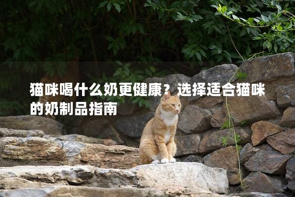 猫咪喝什么奶更健康？选择适合猫咪的奶制品指南
