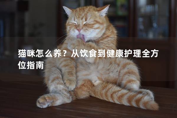 猫咪怎么养？从饮食到健康护理全方位指南