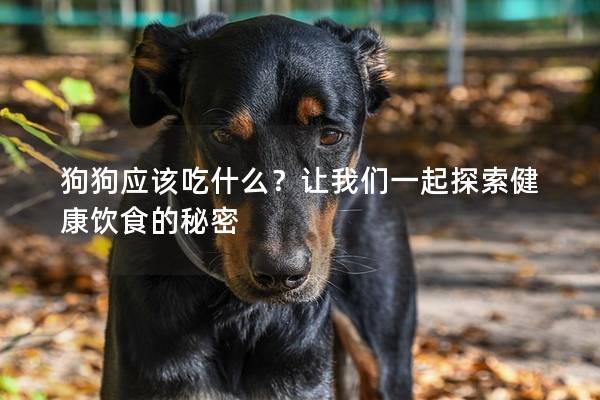 狗狗应该吃什么？让我们一起探索健康饮食的秘密
