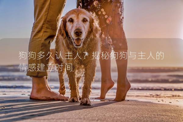 狗狗多久认主人？揭秘狗狗与主人的情感建立时间