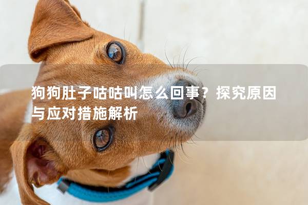 狗狗肚子咕咕叫怎么回事？探究原因与应对措施解析