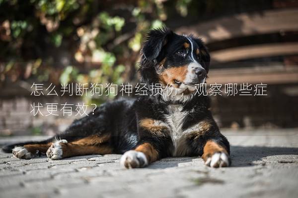 怎么判断狗狗神经损伤，观察哪些症状更有效？