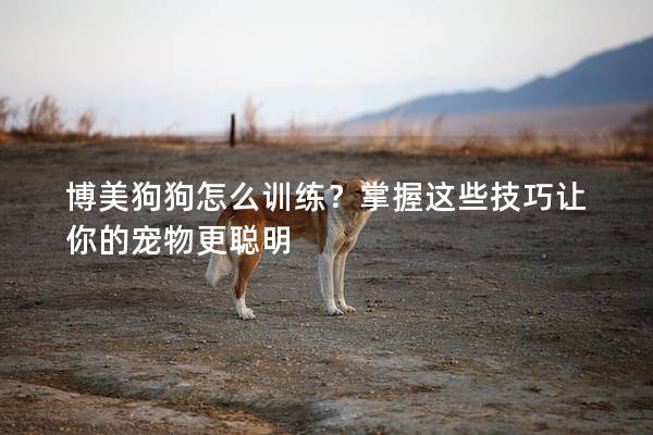 博美狗狗怎么训练？掌握这些技巧让你的宠物更聪明