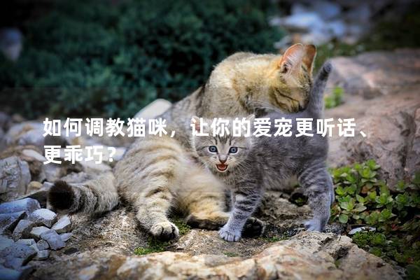 如何调教猫咪，让你的爱宠更听话、更乖巧？