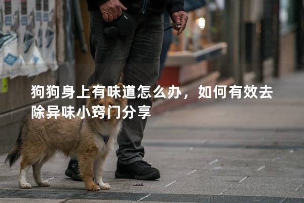 狗狗身上有味道怎么办，如何有效去除异味小窍门分享