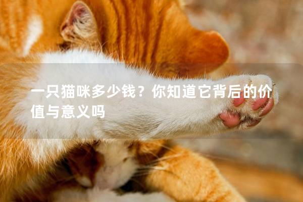 一只猫咪多少钱？你知道它背后的价值与意义吗
