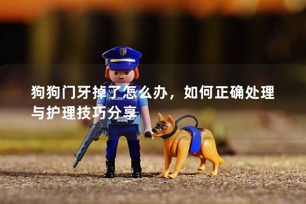 狗狗门牙掉了怎么办，如何正确处理与护理技巧分享