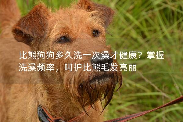 比熊狗狗多久洗一次澡才健康？掌握洗澡频率，呵护比熊毛发亮丽