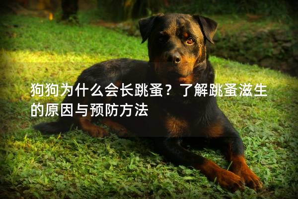狗狗为什么会长跳蚤？了解跳蚤滋生的原因与预防方法