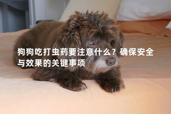 狗狗吃打虫药要注意什么？确保安全与效果的关键事项
