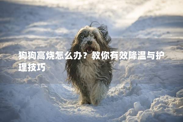 狗狗高烧怎么办？教你有效降温与护理技巧