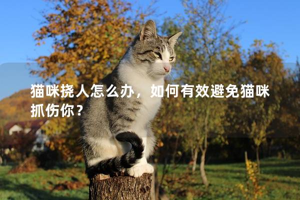 猫咪挠人怎么办，如何有效避免猫咪抓伤你？