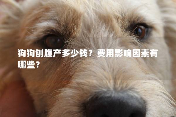 狗狗刨腹产多少钱？费用影响因素有哪些？