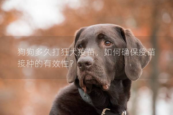 狗狗多久打狂犬疫苗，如何确保疫苗接种的有效性？