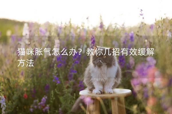 猫咪胀气怎么办？教你几招有效缓解方法