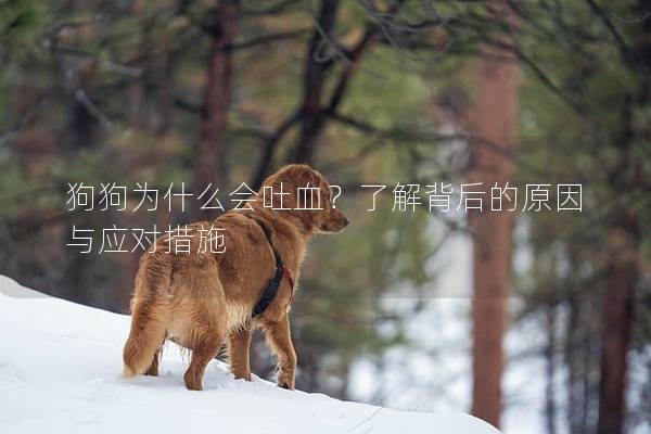 狗狗为什么会吐血？了解背后的原因与应对措施