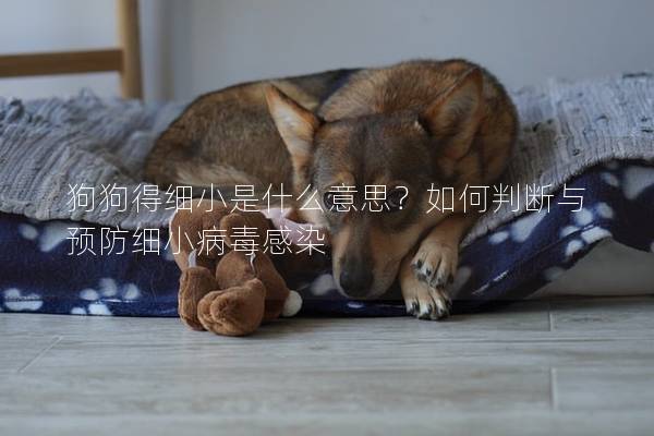 狗狗得细小是什么意思？如何判断与预防细小病毒感染