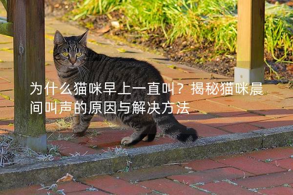 为什么猫咪早上一直叫？揭秘猫咪晨间叫声的原因与解决方法