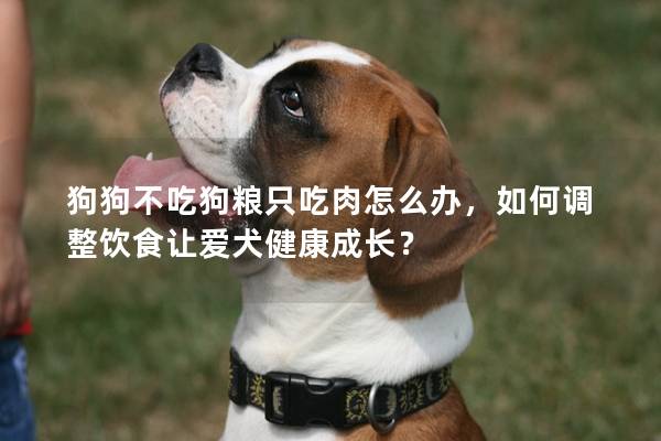 狗狗不吃狗粮只吃肉怎么办，如何调整饮食让爱犬健康成长？