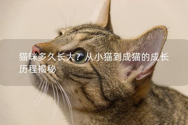 猫咪多久长大？从小猫到成猫的成长历程揭秘