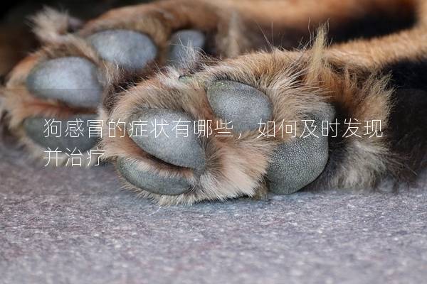 狗感冒的症状有哪些，如何及时发现并治疗