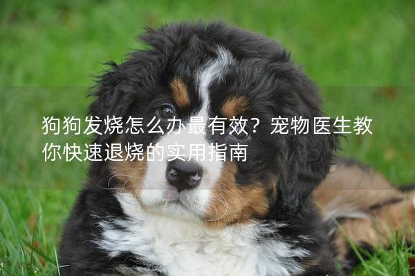 狗狗发烧怎么办最有效？宠物医生教你快速退烧的实用指南