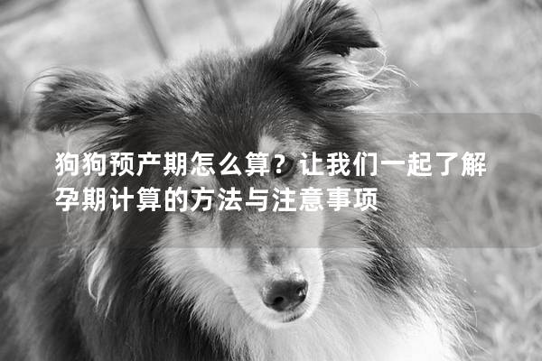 狗狗预产期怎么算？让我们一起了解孕期计算的方法与注意事项