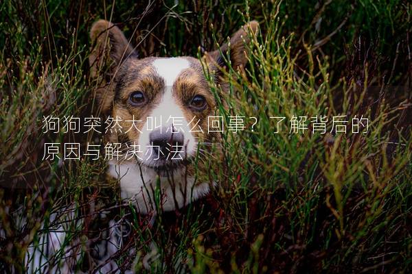 狗狗突然大叫怎么回事？了解背后的原因与解决办法