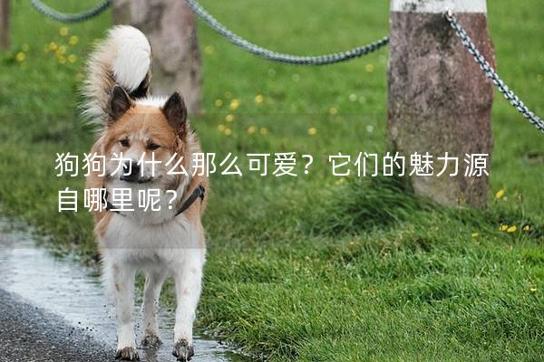 狗狗为什么那么可爱？它们的魅力源自哪里呢？