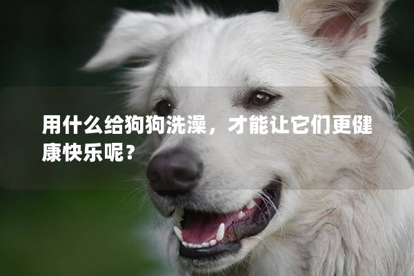 用什么给狗狗洗澡，才能让它们更健康快乐呢？