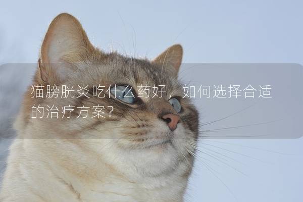 猫膀胱炎吃什么药好，如何选择合适的治疗方案？