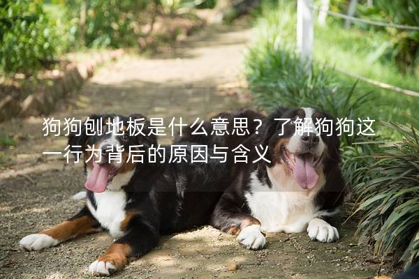 狗狗刨地板是什么意思？了解狗狗这一行为背后的原因与含义
