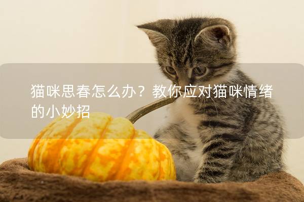 猫咪思春怎么办？教你应对猫咪情绪的小妙招