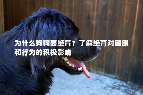 为什么狗狗要绝育？了解绝育对健康和行为的积极影响