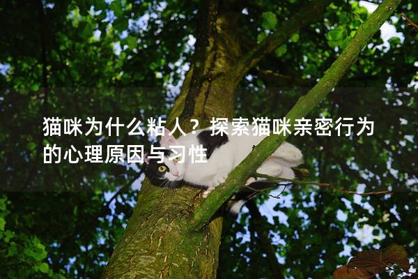 猫咪为什么粘人？探索猫咪亲密行为的心理原因与习性