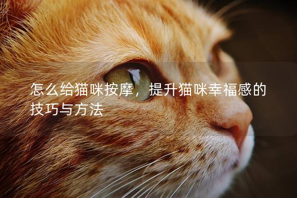 怎么给猫咪按摩，提升猫咪幸福感的技巧与方法