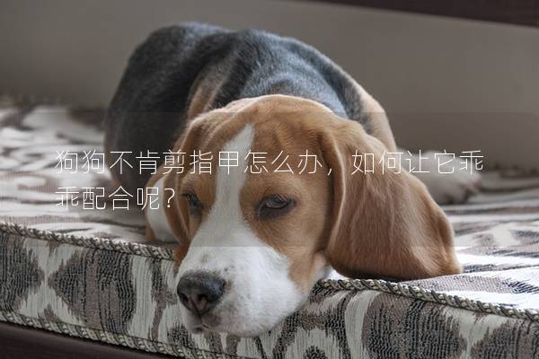 狗狗不肯剪指甲怎么办，如何让它乖乖配合呢？
