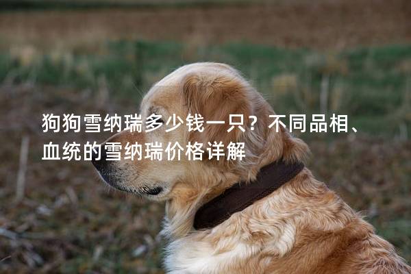 狗狗雪纳瑞多少钱一只？不同品相、血统的雪纳瑞价格详解