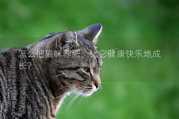 怎么把猫咪养肥，让它健康快乐地成长？