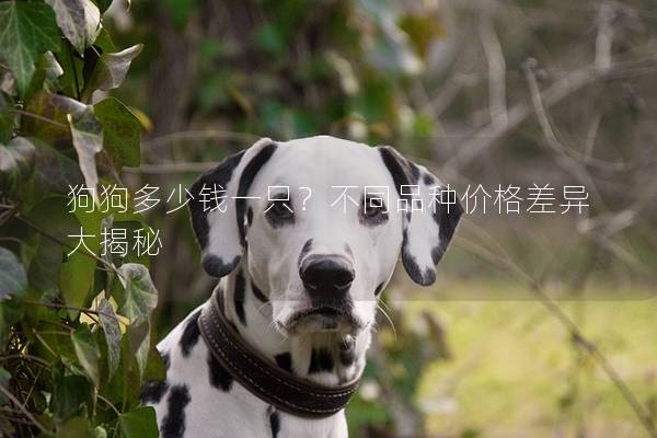 狗狗多少钱一只？不同品种价格差异大揭秘