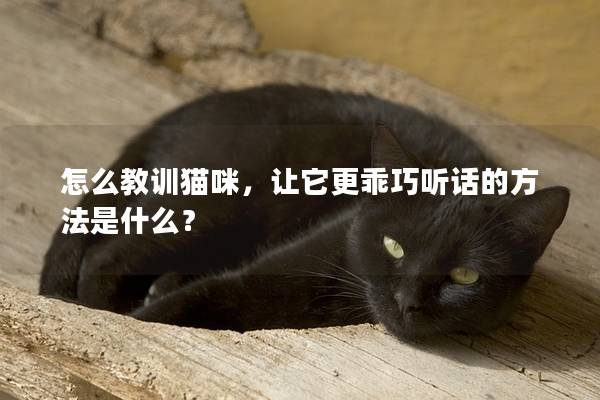 怎么教训猫咪，让它更乖巧听话的方法是什么？