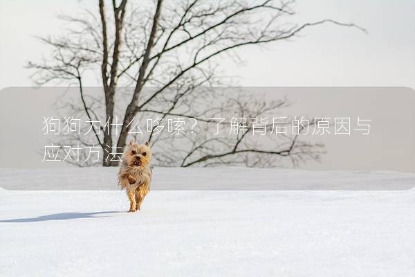 狗狗为什么哆嗦？了解背后的原因与应对方法