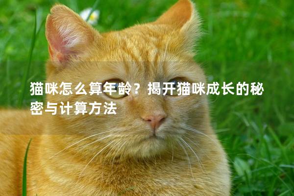 猫咪怎么算年龄？揭开猫咪成长的秘密与计算方法