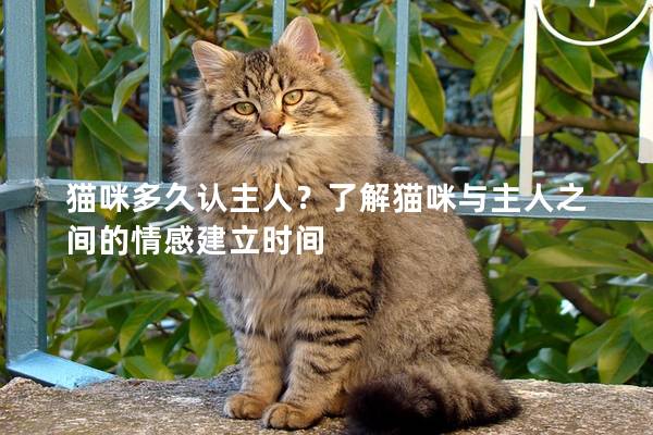 猫咪多久认主人？了解猫咪与主人之间的情感建立时间
