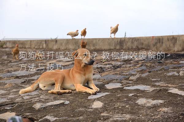狗狗总打嗝怎么办？教你有效缓解的方法与技巧